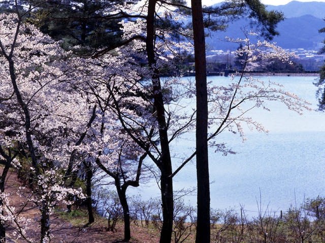 三段池公園の桜の画像 2枚目