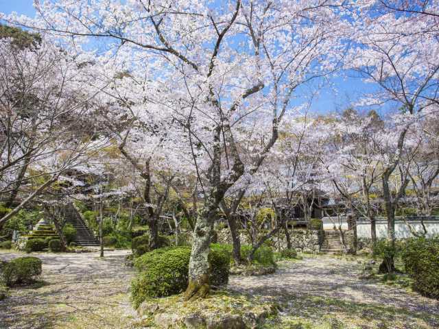 勝持寺の桜の画像 3枚目