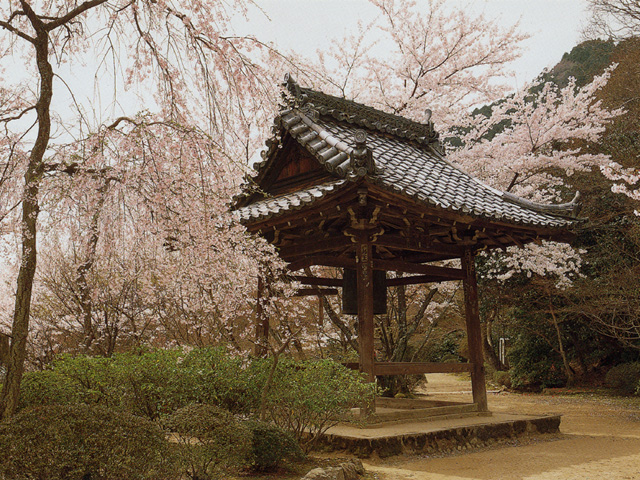 勝持寺の桜の画像 4枚目