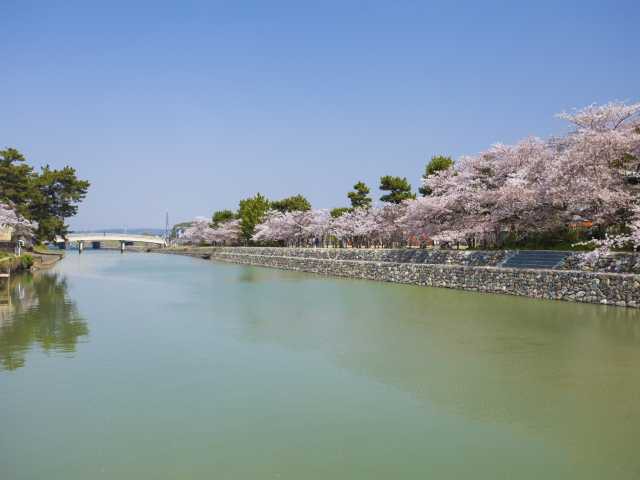 宇治川ラインの桜の画像 3枚目