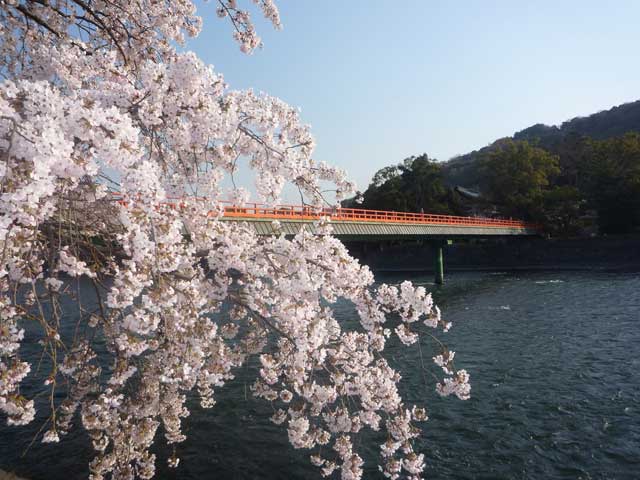 宇治川ラインの桜の画像 4枚目