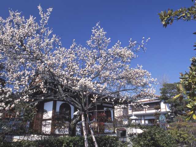 弘源寺の画像 4枚目