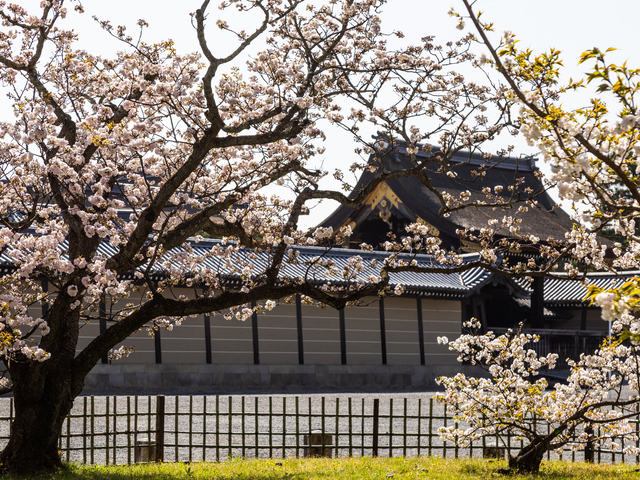 京都御所の画像 3枚目