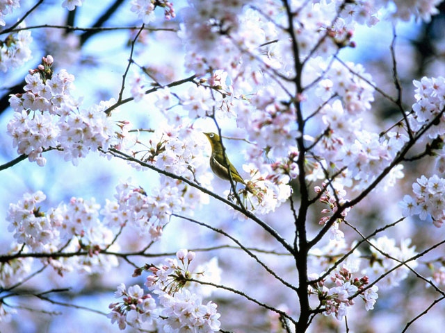 ウェスティン都ホテル京都 野鳥の森・探鳥路