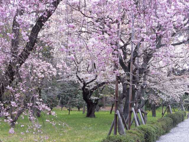 元離宮二条城の桜