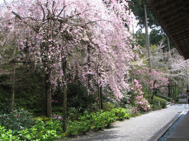 三千院の桜の画像 3枚目