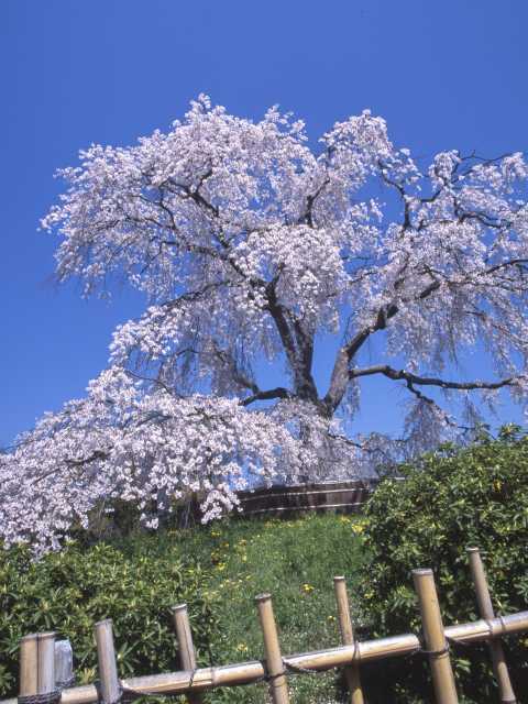 円山公園の桜の画像 3枚目