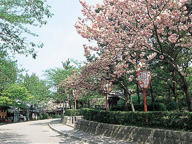 円山公園の桜の画像 4枚目