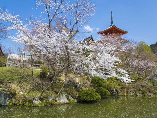 清水寺の桜の画像 1枚目