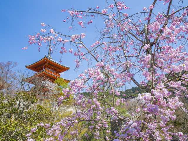 清水寺の桜の画像 3枚目