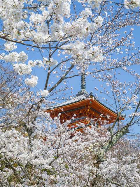清水寺の桜の画像 4枚目