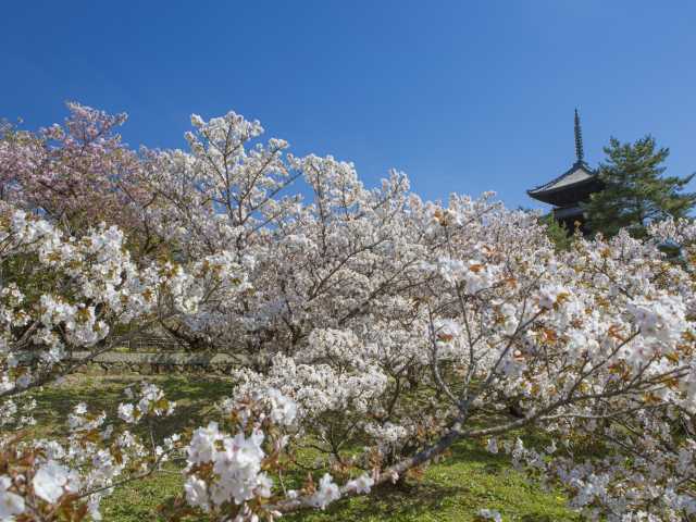 仁和寺の御室桜の画像 3枚目