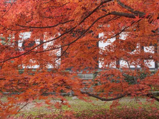 東福寺の紅葉の画像 2枚目
