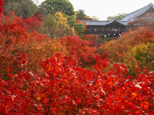 東福寺の紅葉の画像 1枚目
