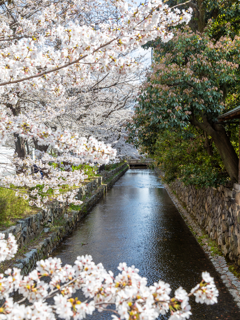 高瀬川の画像 4枚目