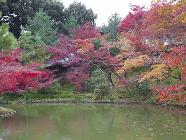 高台寺の紅葉の画像 4枚目