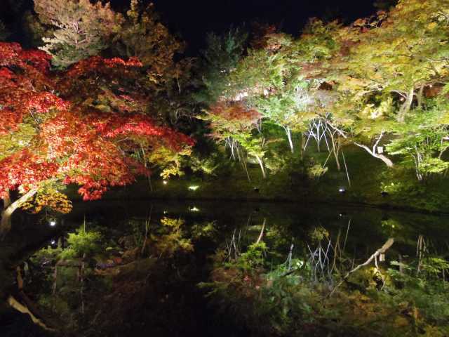 高台寺の紅葉の画像 3枚目
