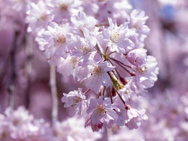 平安神宮の桜の画像 2枚目