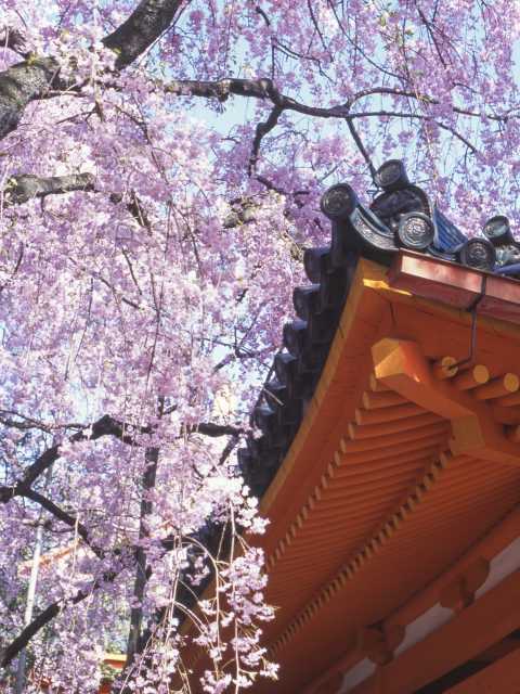 平安神宮の桜の画像 3枚目