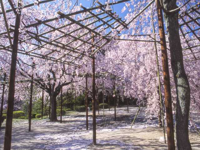 平安神宮の桜の画像 4枚目