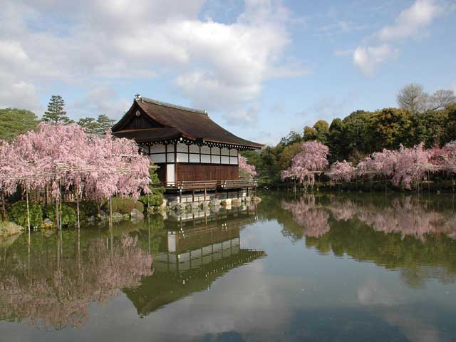 平安神宮の桜の画像 1枚目