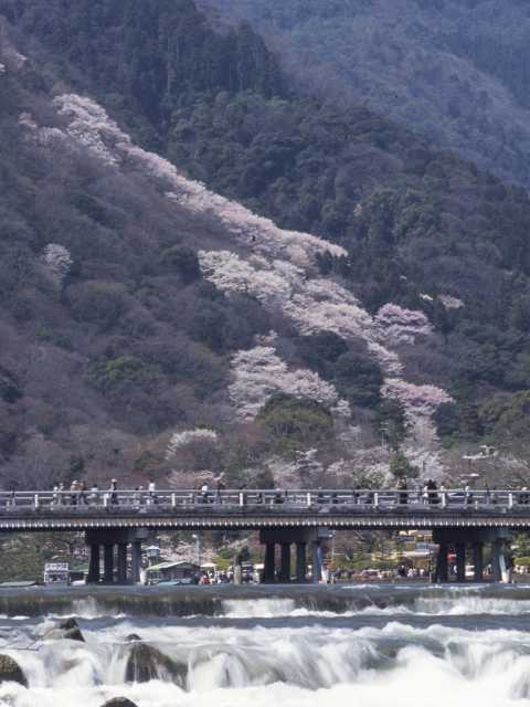 嵐山の桜の画像 3枚目