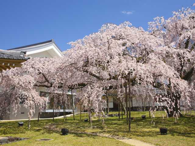 醍醐寺の桜の画像 3枚目