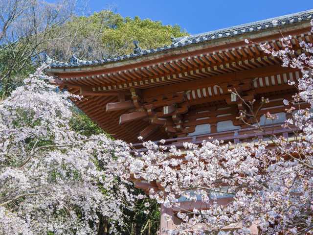 醍醐寺の桜の画像 4枚目