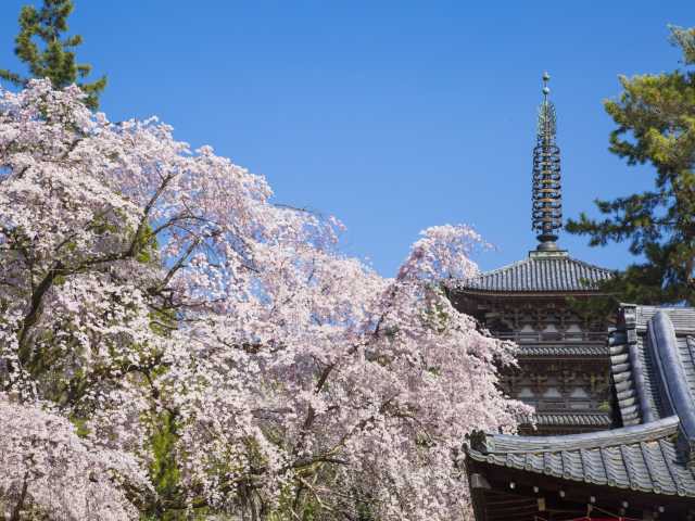 醍醐寺の桜の画像 2枚目