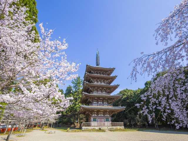醍醐寺の桜の画像 1枚目