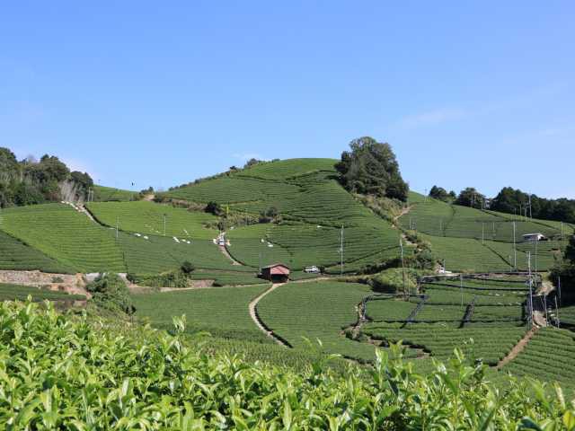 白栖・石寺の茶畑