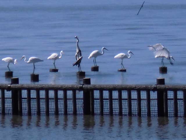 東与賀海岸の画像 4枚目