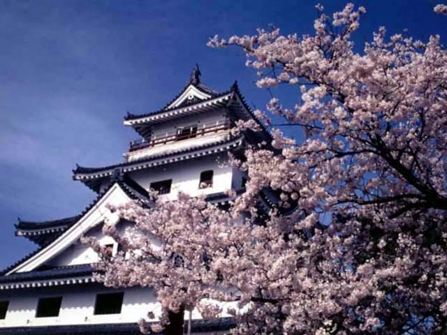 唐津城(舞鶴公園)の桜の画像 1枚目