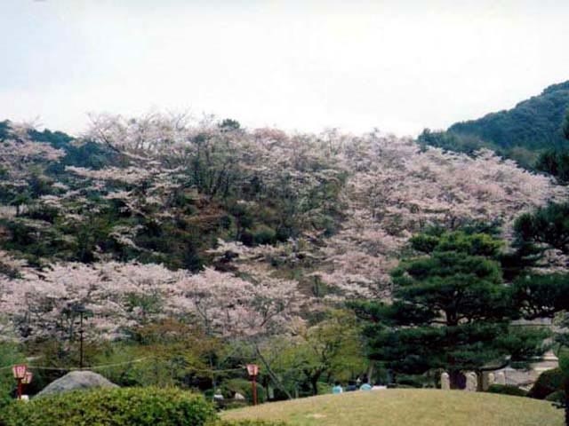 西渓公園の桜の画像 1枚目
