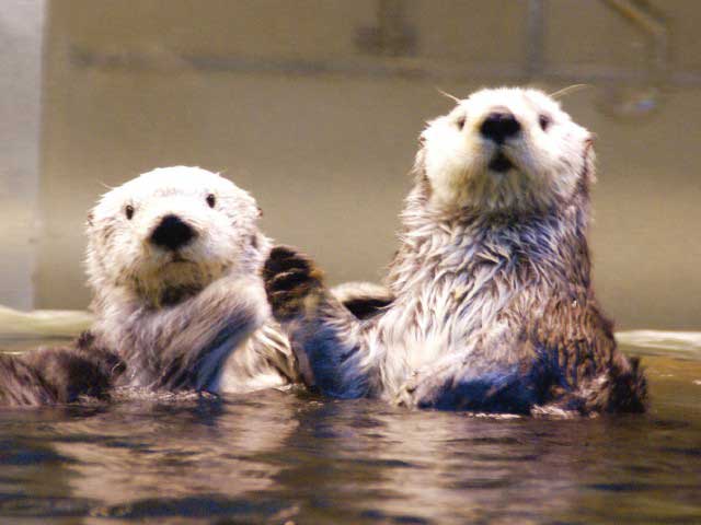 神戸市立須磨海浜水族園