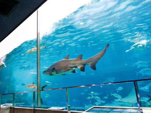 神戸市立須磨海浜水族園