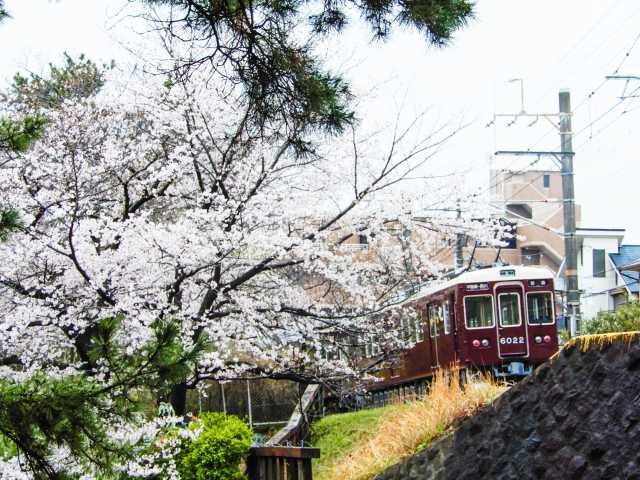 夙川公園の桜の画像 1枚目