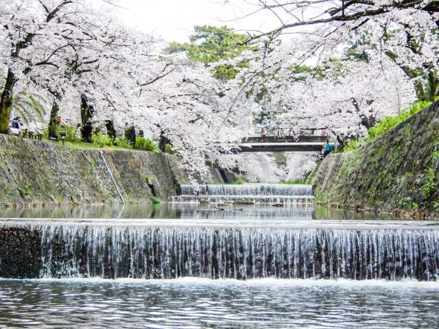 夙川公園の桜の画像 2枚目