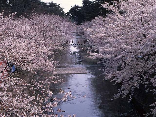 夙川公園の桜の画像 4枚目