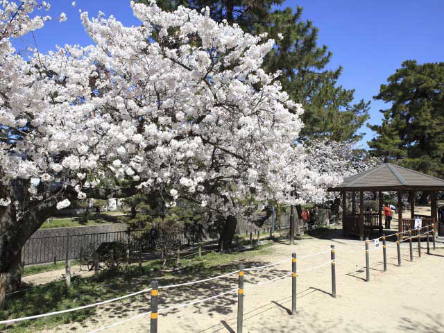 夙川公園の桜の画像 3枚目
