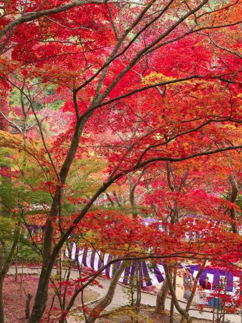 瑞宝寺公園の紅葉の画像 3枚目