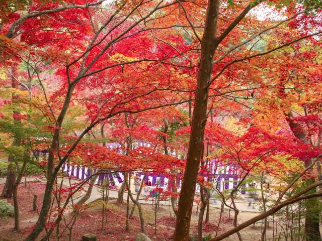 瑞宝寺公園の紅葉の画像 1枚目