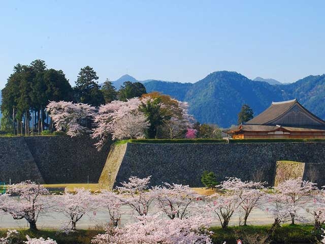 篠山城大書院の桜