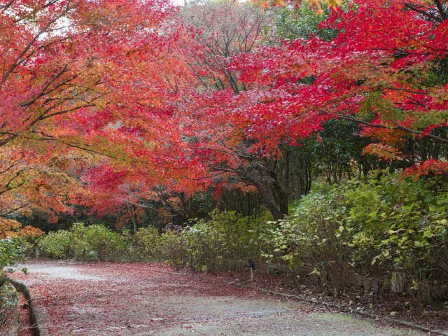 神戸市立森林植物園