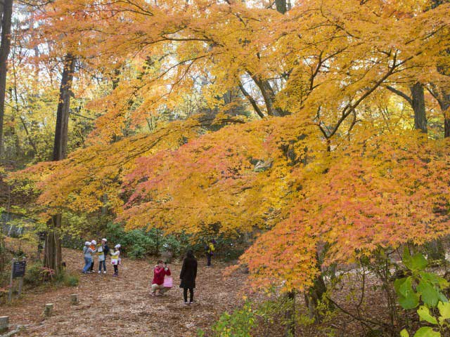 神戸市立森林植物園