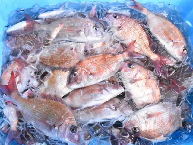 由良の魚市場の画像 3枚目