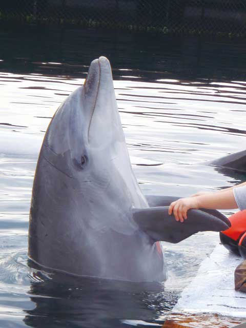 淡路じゃのひれドルフィンファームの画像 1枚目