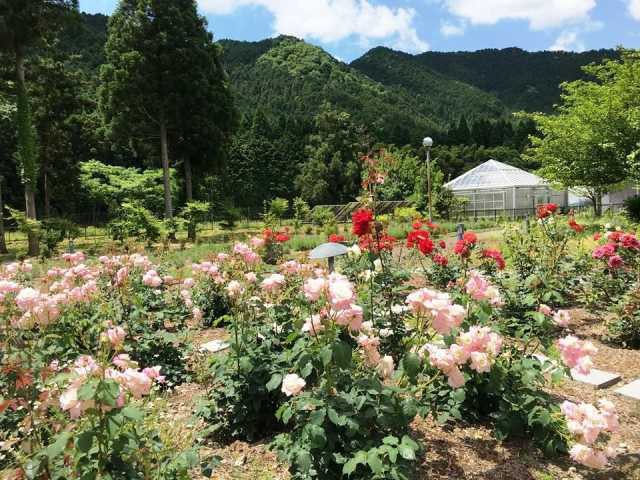 丹波市立薬草薬樹公園 丹波の湯