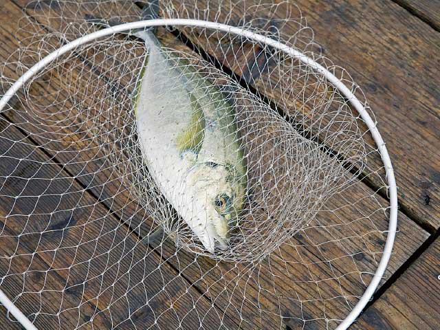 由良海上釣り堀 海人