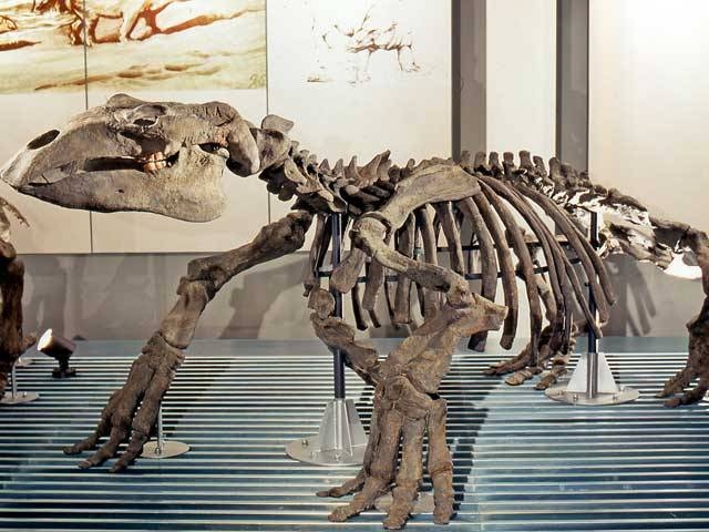 足寄動物化石博物館の画像 3枚目